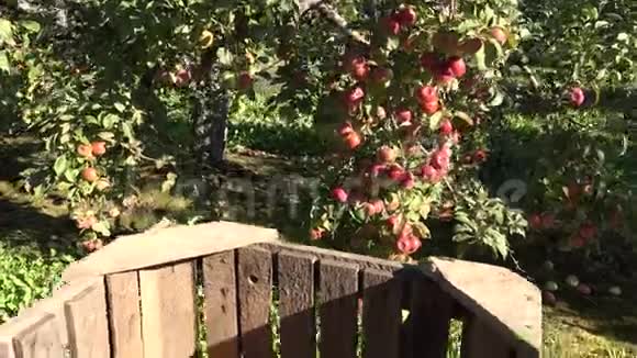 果园采摘后装满苹果水果的纸箱手持的4K视频的预览图