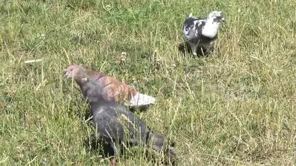 城市鸽子在草地上觅食视频的预览图