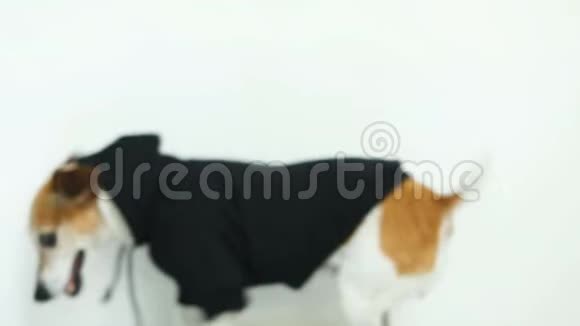 可爱的小白狗穿着黑色头巾狗的衣服微笑着看着凯姆录像片段视频的预览图