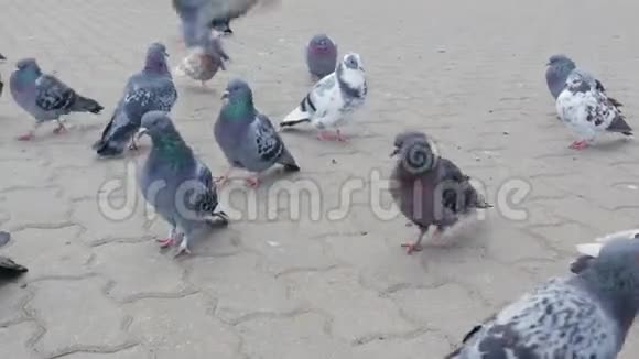 许多冻僵的饥饿的鸽子走在城市的人行道上视频的预览图