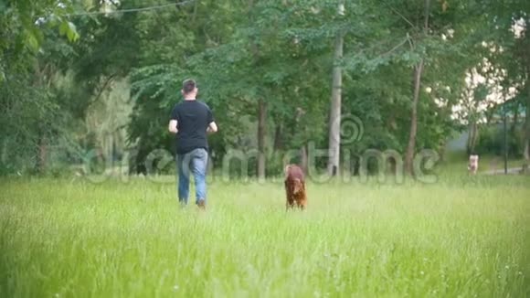 一只爱尔兰狗和主人一起跑在公园里慢动作视频的预览图