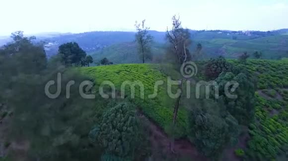 印度喀拉拉邦的人工林视频的预览图
