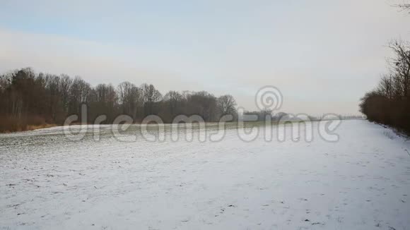 冬小麦在田间用小积雪覆盖着普多里的景观农业保护景观区视频的预览图