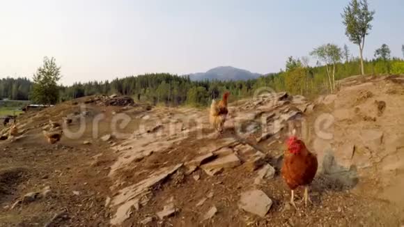 母鸡在农场里吃草视频的预览图