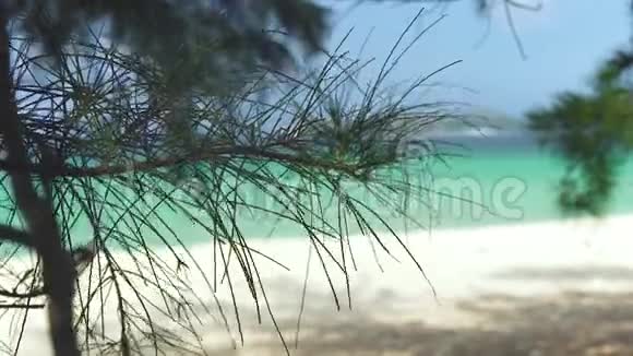松枝上绿松石海背景蔚蓝的大海和平静的海滩天堂海滩放松和休息的地方视频的预览图
