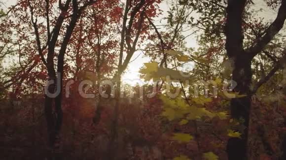 傍晚秋天的森林有五颜六色的叶面视频的预览图