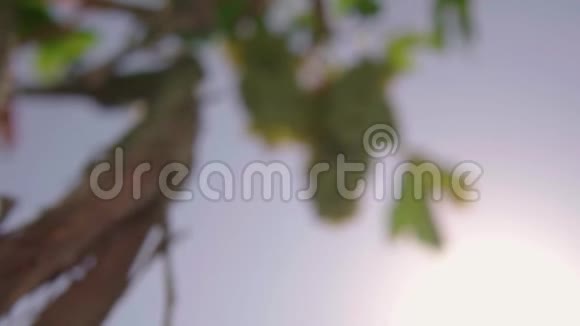 葡萄葡萄园葡萄园靠近天空视频的预览图