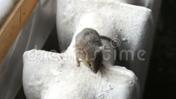 一只灰色的小老鼠坐在房子里的老式铸铁加热电池上视频的预览图