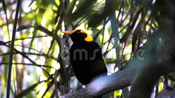 一种摄魂鸟的雨林鸟视频的预览图