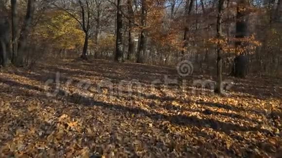波夫走过稀疏的森林山坡薄薄的树干地上有太阳斑视频的预览图