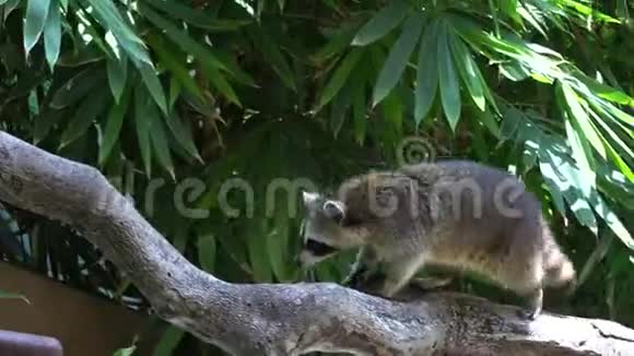 浣熊小爬树视频的预览图