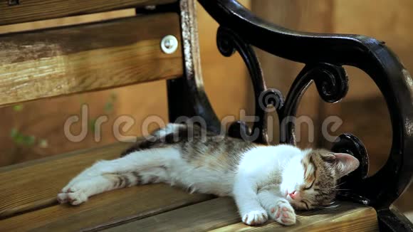 睡猫炎热天气及睡猫视频的预览图