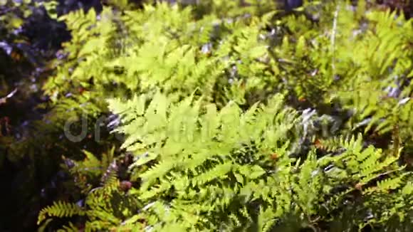 风吹动蕨类植物视频的预览图
