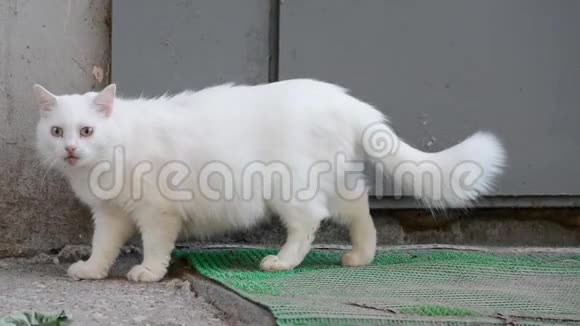 白猫在街上遇到灰猫视频的预览图