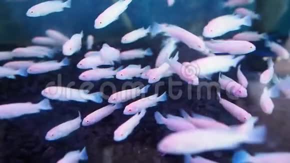带霓虹灯的水族馆中的一组白色奥斯卡小鱼视频的预览图