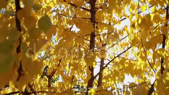 色彩斑斓的黄秋叶在日光的天空与太阳耀斑视频的预览图