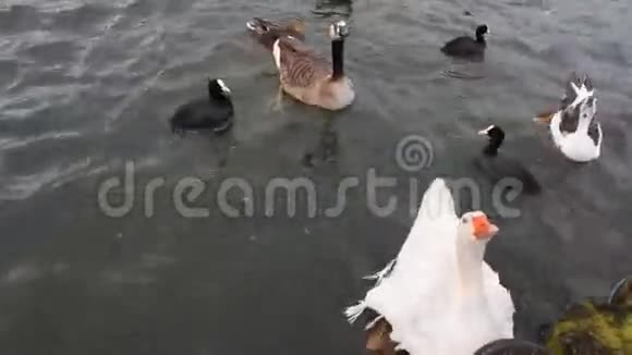 在湖边喂鸭子视频的预览图