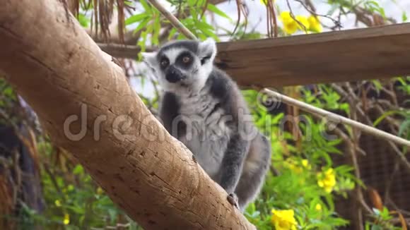 动物园里可爱的莱穆尔猴子视频的预览图