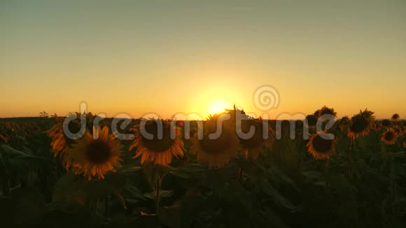生态清洁的向日葵作物在美丽的夕阳的光芒中绽放着向日葵的田野农业企业视频的预览图