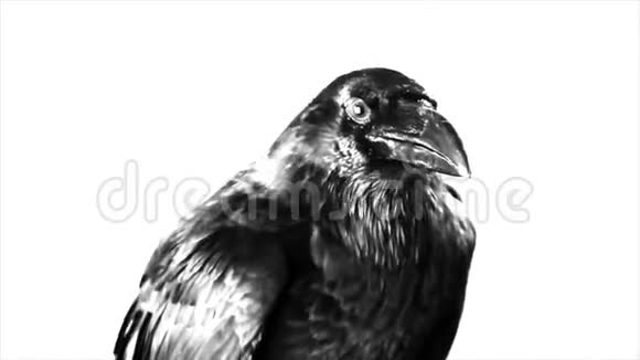 黑鸦宏观的视频的预览图