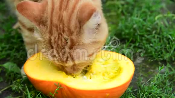 红猫在大自然中吃南瓜视频的预览图