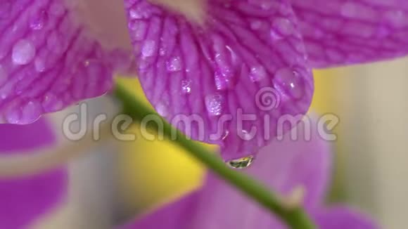 用水滴将紫兰花收起来视频的预览图