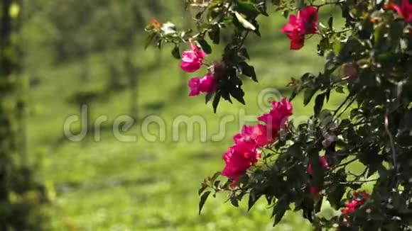 印度的粉红色花朵在微风中移动视频的预览图