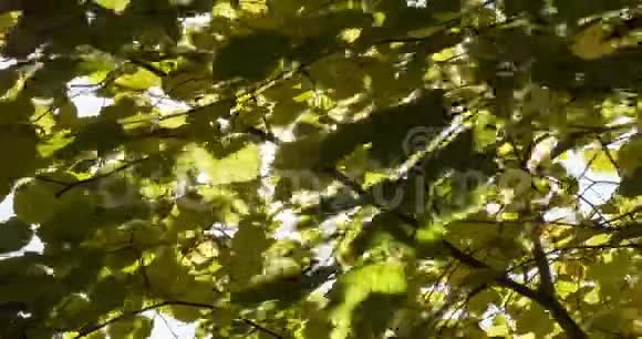 秋季4k4096p25fps用延时视频记录太阳和光在树叶后面的运动视频的预览图