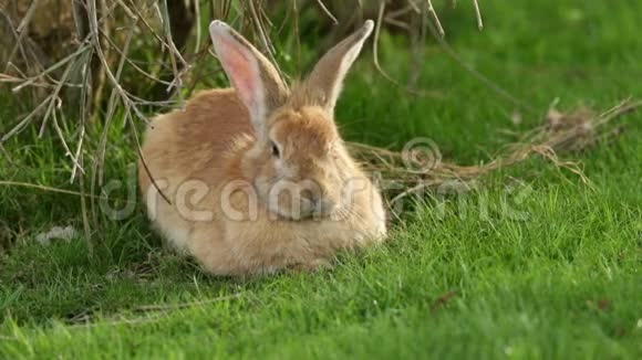 兔子在草地上视频的预览图