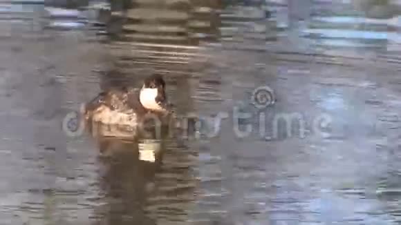 湖上的烤鸭视频的预览图