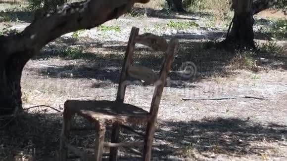 树下的老椅子视频的预览图