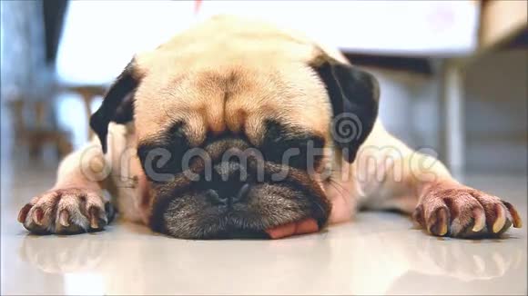 可爱的小狗狗睡觉下巴和舌头伸在瓷砖地板上视频的预览图