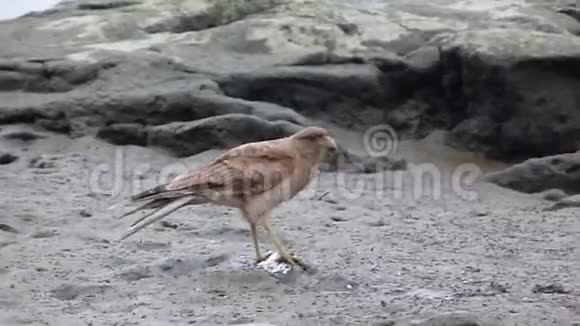 鸟吃鱼吓自己视频的预览图