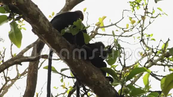 印度喀拉拉邦一棵树上的一只树冠猴视频的预览图