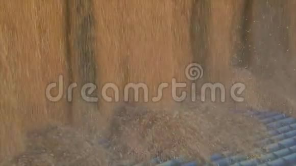 小麦下落特写的慢动作框架收割小麦从卡车里往仓库里倒小麦视频的预览图