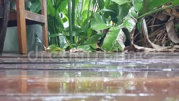 木地板上的水滴视频的预览图