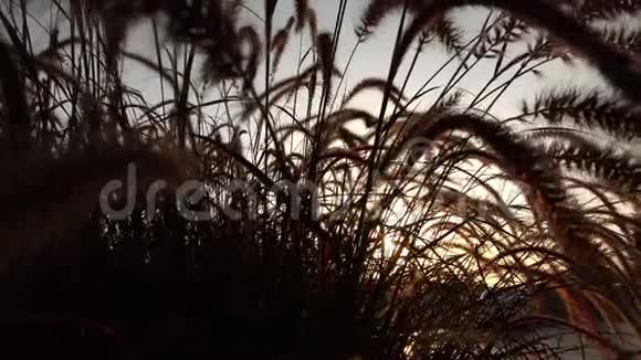 太阳阳光透过干枯的芦苇草照射视频的预览图