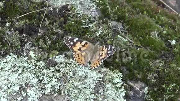 瓦内萨卡迪是一只著名的五颜六色的蝴蝶视频的预览图