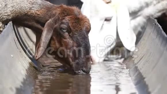 一只绵羊在一片田野里的水池里喝水视频的预览图