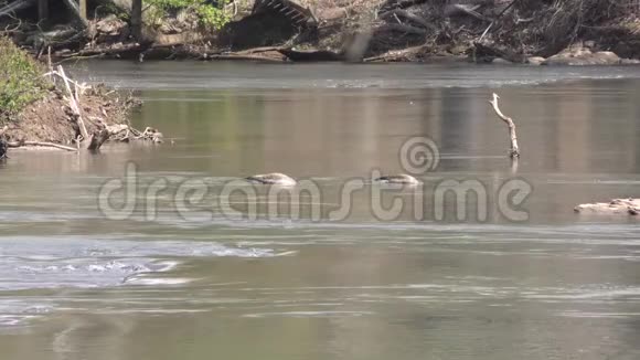 乔治亚州福特岛公园两只鹅在查塔胡奇河的水下觅食视频的预览图