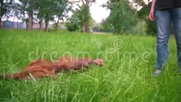 在公园的草地上躺着一只爱尔兰狗慢动作视频的预览图