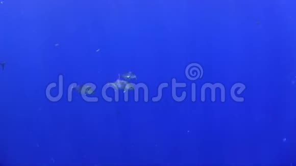 红海蓝水中的鱼视频的预览图