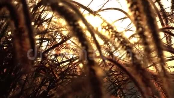 太阳阳光透过干枯的芦苇草照射视频的预览图