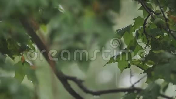 倾盆大雨树叶在雨下随风摇摆视频的预览图
