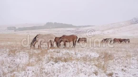 马在白雪覆盖的田野上放牧下雪了其中一个看着摄像机视频的预览图