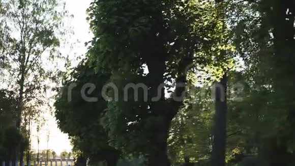 公园里绿树成荫阳光透过树叶闪耀视频的预览图