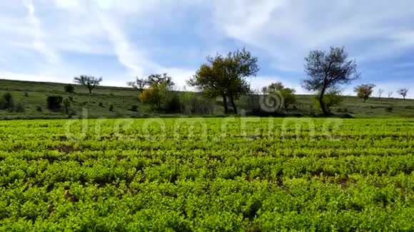 青扁豆种植园田间栽培的扁豆植物视频的预览图