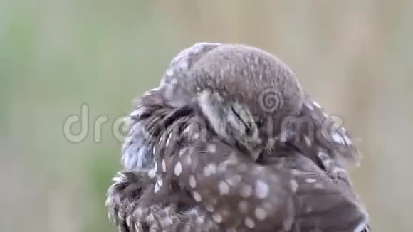 小猫头鹰清理它的羽毛关上门视频的预览图