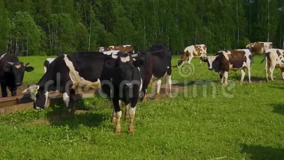 在一个阳光明媚的日子里草地上的黑棕色白牛视频的预览图