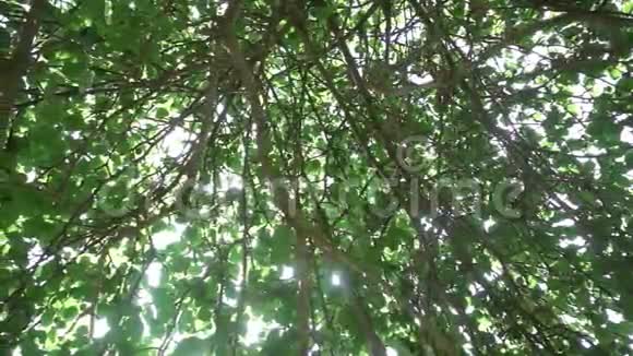 太阳光线穿过苹果树的树冠缓慢地运动着视频的预览图